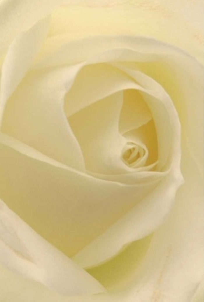 From an intimately close vantage, this North Kensington white rose reveals the layered poetry of its soft, ivory petals, each spiraling inward like whispered secrets. The play of cream and gentle shadow between the folds creates a theater of tranquility and grace, reminiscent of a quiet afternoon stroll through Avondale Park. The composition glows as if softly backlit-light infusing every petal, making their veined textures almost translucent. The sensation is clean and serene, with a matte-velvet surface that speaks to both the purity and resilience of the rose. For a florist, this bloom is a masterclass in restraint and elegance-perfect as a centrepiece at a Westbourne Park wedding, as a delicate apology, or a heartfelt sympathy gesture delivered with care throughout North Kensington. Its tightly spiraled core suggests unspoken depth, while faint cream tones along the petal edges hint at the changing light by the windows of a local townhouse. The faint perfume uplifts the spirit, blending seamlessly with the quiet grace that defines expertly arranged flowers in this neighbourhood. The artistry and honest beauty of this rose hold a universal message-one only heightened by the craftsmanship of North Kensington's florists.